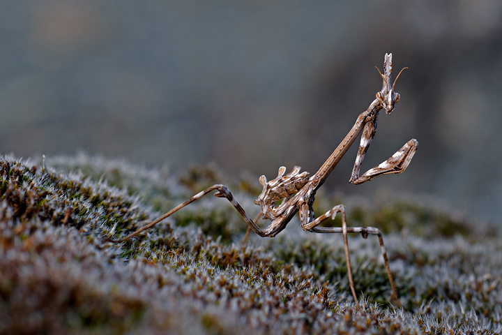 Report Empusa pennata, Conehead mantis, mantide religiosa